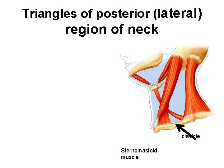 Triangles of posterior (lateral) region of neck clavicle Sternomastoid muscle 