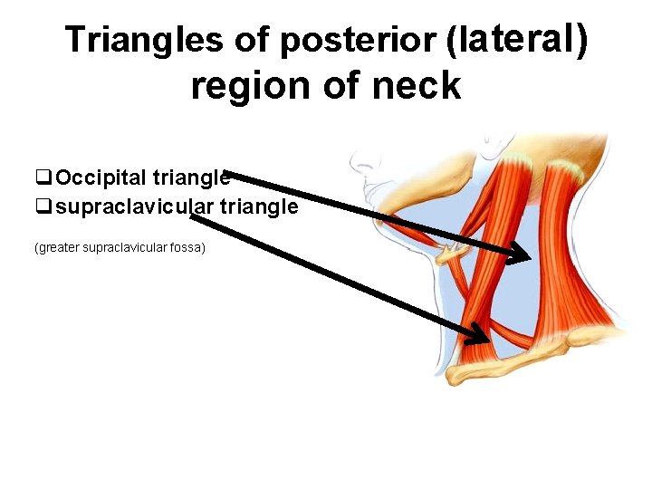 Triangles of posterior (lateral) region of neck q. Occipital triangle qsupraclavicular triangle (greater supraclavicular
