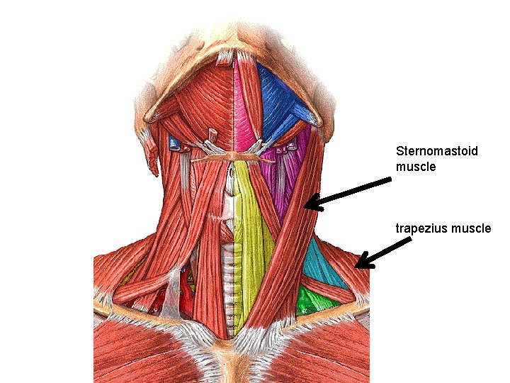 Sternomastoid muscle trapezius muscle 