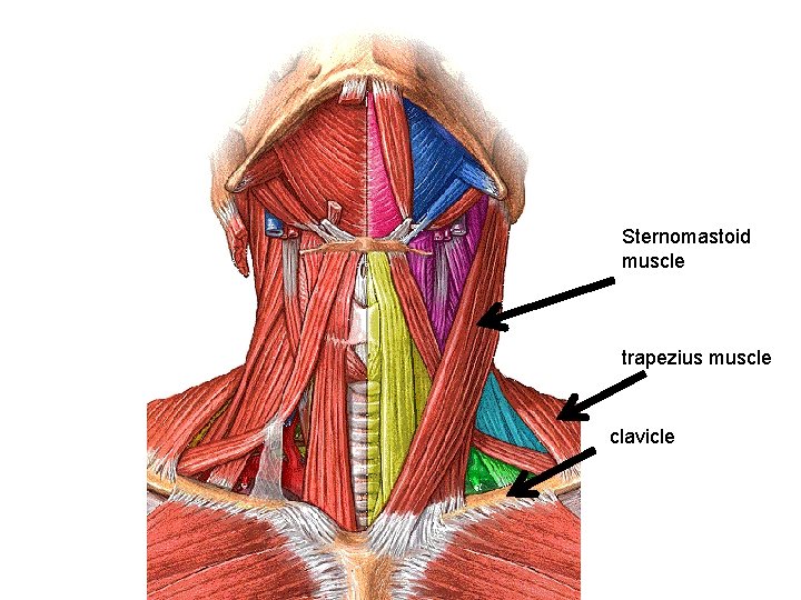 Sternomastoid muscle trapezius muscle clavicle 