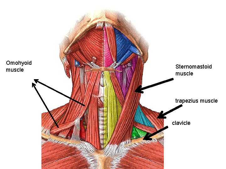 Omohyoid muscle Sternomastoid muscle trapezius muscle clavicle 