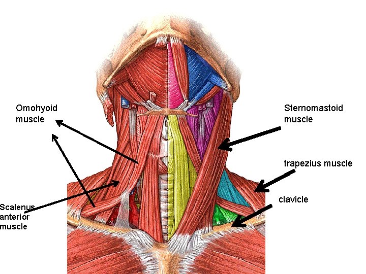 Omohyoid muscle Scalenus anterior muscle Sternomastoid muscle trapezius muscle clavicle 
