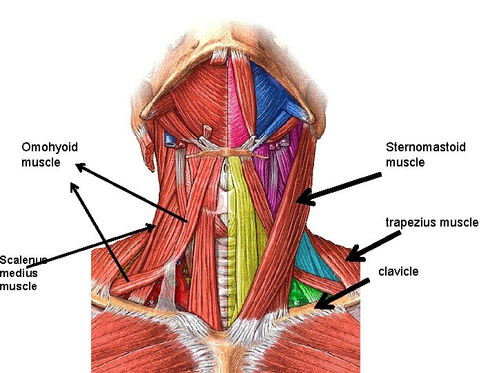 Omohyoid muscle Scalenus medius muscle Sternomastoid muscle trapezius muscle clavicle 