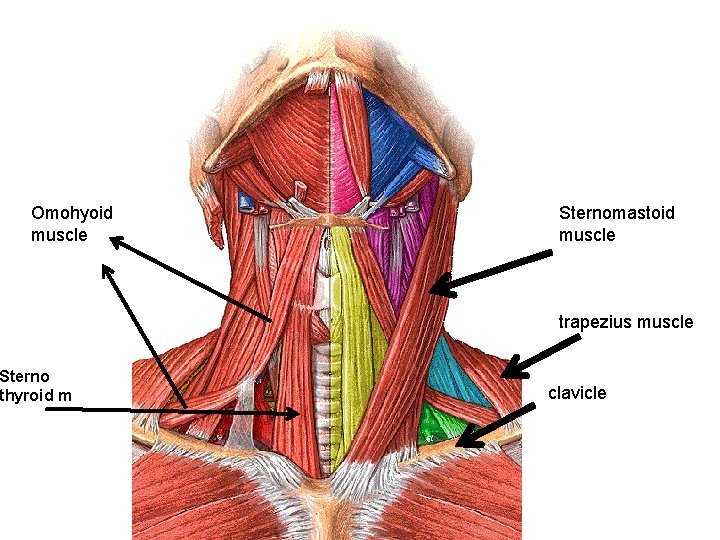 Omohyoid muscle Sterno thyroid m Sternomastoid muscle trapezius muscle clavicle 