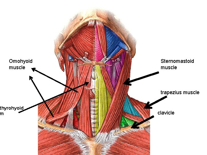 Omohyoid muscle thyrohyoid m Sternomastoid muscle trapezius muscle clavicle 