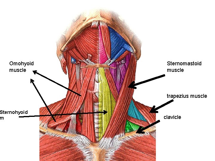 Omohyoid muscle Sternohyoid m Sternomastoid muscle trapezius muscle clavicle 