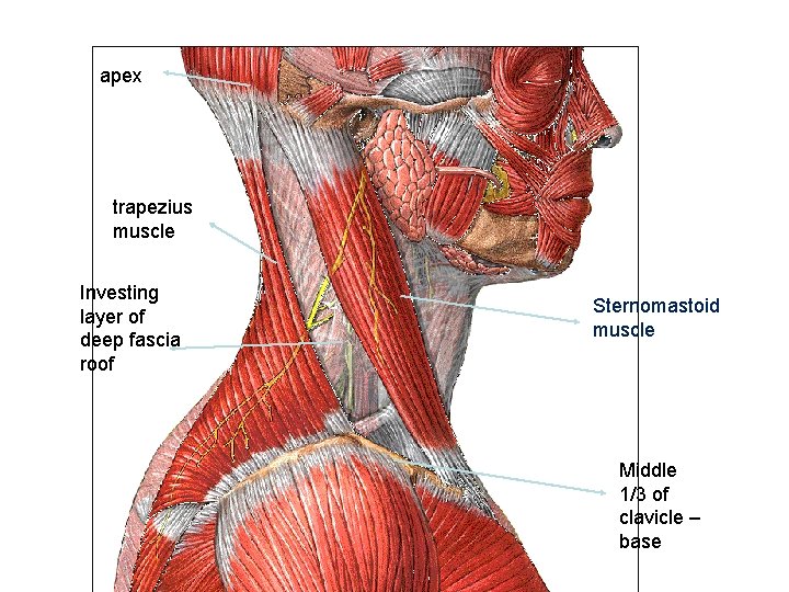 apex trapezius muscle Investing layer of deep fascia roof Sternomastoid muscle Middle 1/3 of