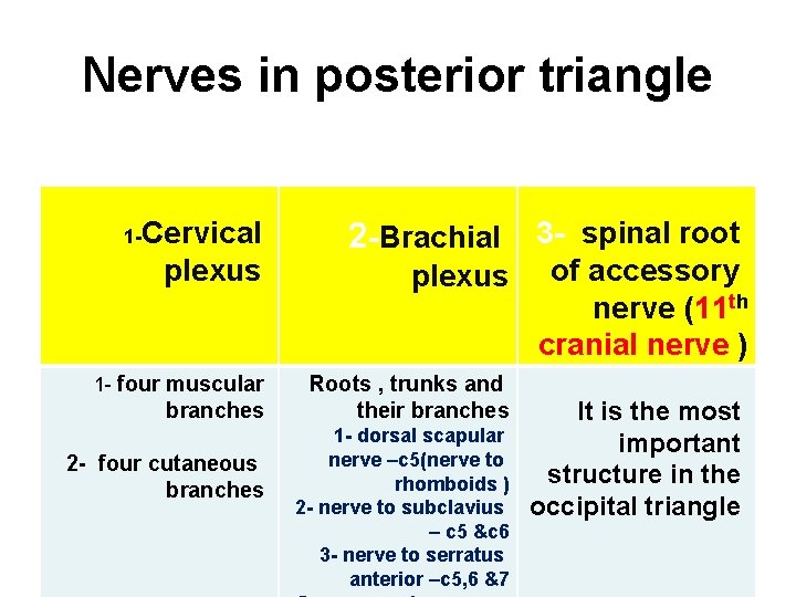 Nerves in posterior triangle 1 -Cervical plexus 1 - four muscular branches 2 -