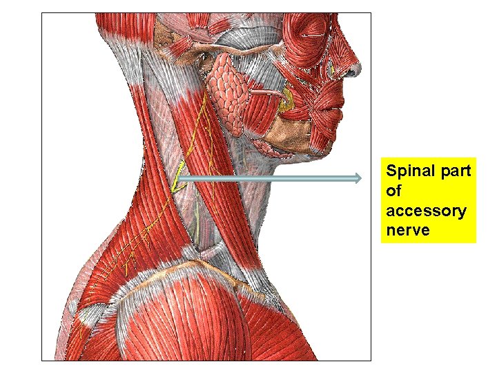 Spinal part of accessory nerve 