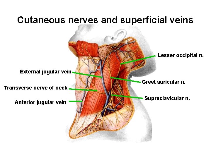 Cutaneous nerves and superficial veins Lesser occipital n. External jugular vein Transverse nerve of