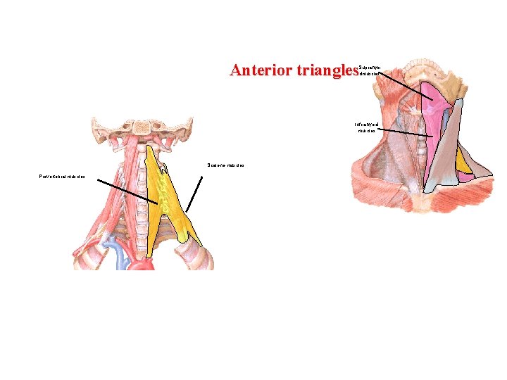 Anterior triangles Suprahyoi dmuscles Infrrahyoid muscles Scalene muscles Prevertebral muscles 