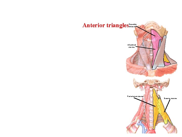 Anterior triangles Suprahyoi dmuscles Infrrahyoid muscles Prevertebral muscles Scalene muscles 