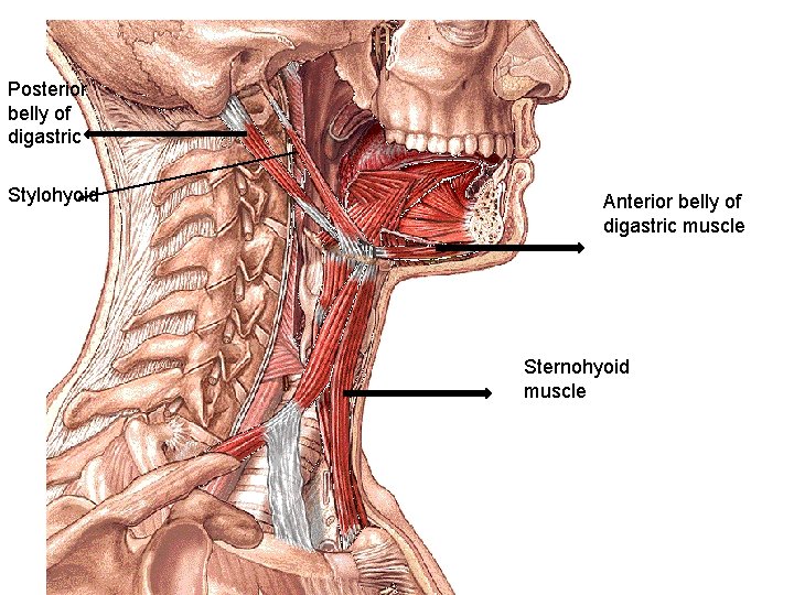 Posterior belly of digastric Stylohyoid Anterior belly of digastric muscle Sternohyoid muscle 