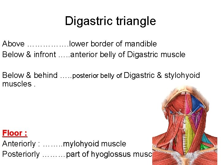 Digastric triangle Above ……………. lower border of mandible Below & infront …. . anterior