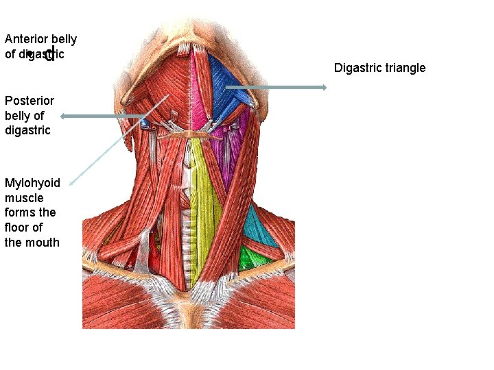 Anterior belly of digastric • d Posterior belly of digastric Mylohyoid muscle forms the