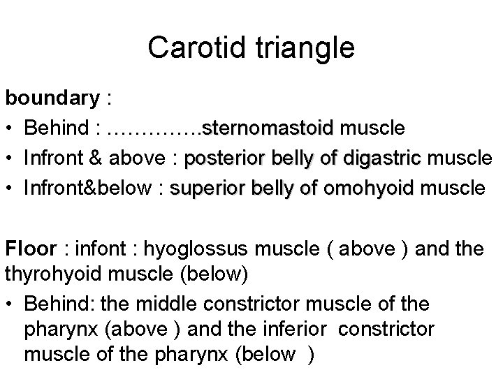 Carotid triangle boundary : • Behind : …………. . sternomastoid muscle • Infront &
