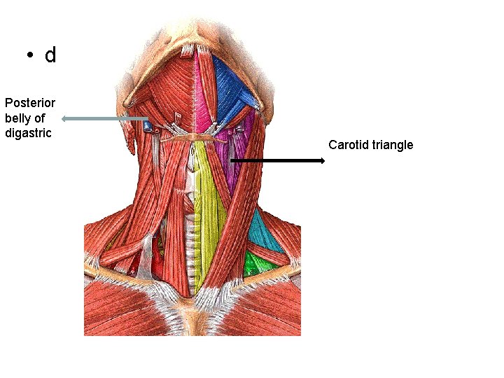  • d Posterior belly of digastric Carotid triangle 