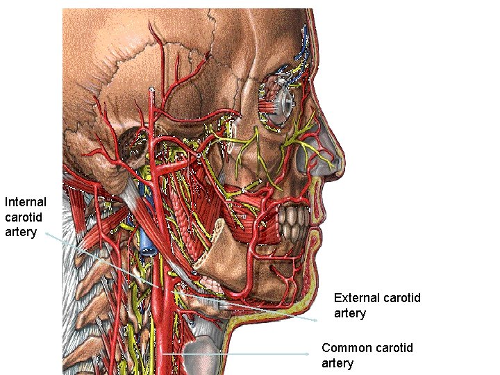 Internal carotid artery External carotid artery Common carotid artery 