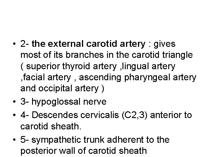  • 2 - the external carotid artery : gives most of its branches