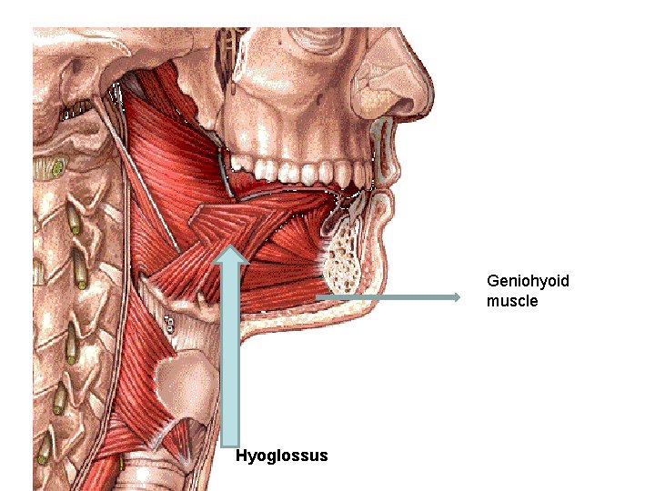Geniohyoid muscle Hyoglossus 