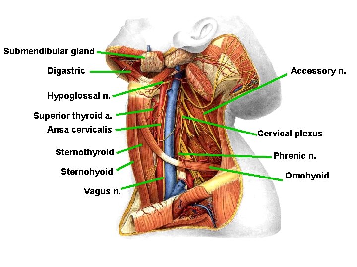 Submendibular gland Digastric Accessory n. Hypoglossal n. Superior thyroid a. Ansa cervicalis Sternothyroid Sternohyoid