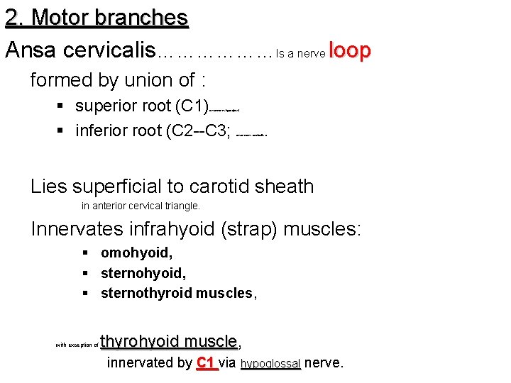 2. Motor branches Ansa cervicalis………………Is a nerve loop formed by union of : §