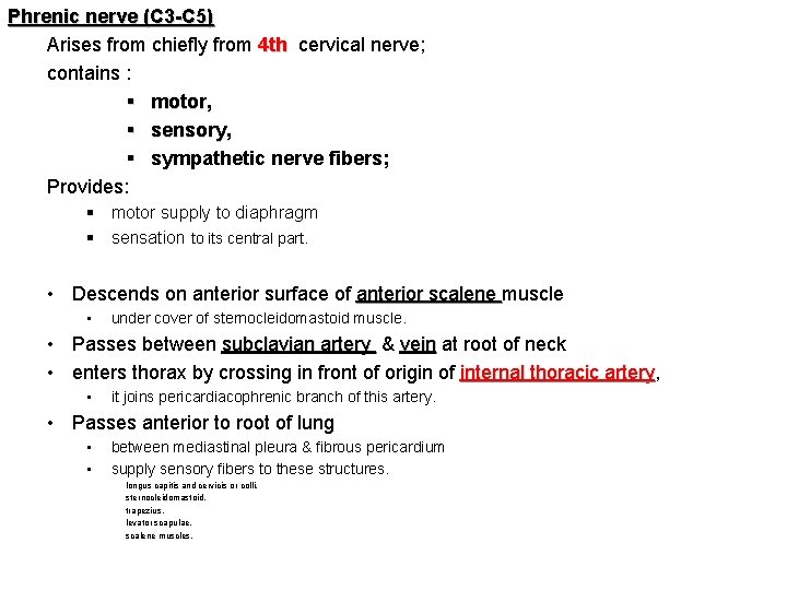 Phrenic nerve (C 3 -C 5) Arises from chiefly from 4 th cervical nerve;