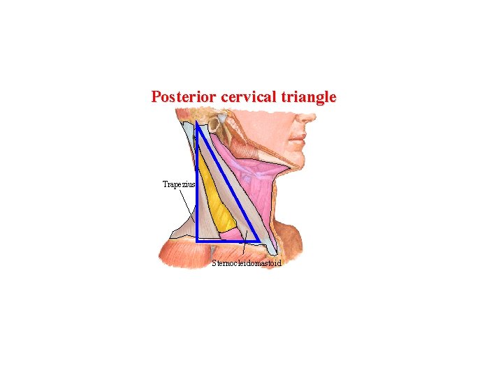 Posterior cervical triangle Trapezius Sternocleidomastoid 