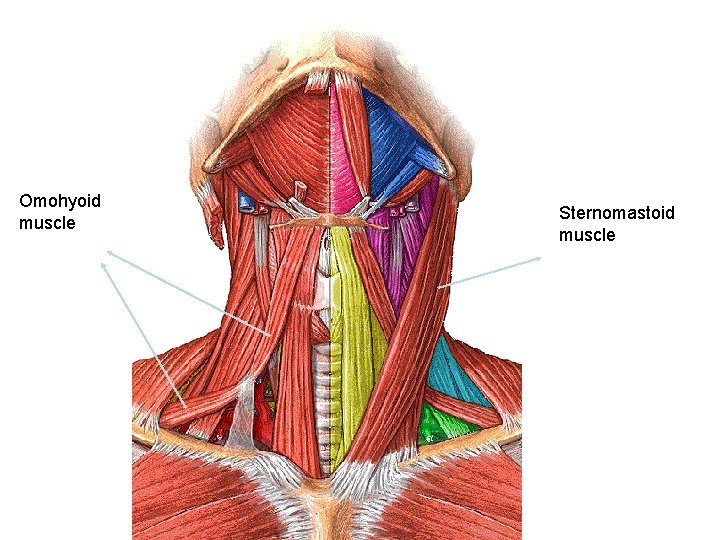 Omohyoid muscle Sternomastoid muscle 