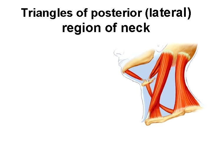Triangles of posterior (lateral) region of neck 