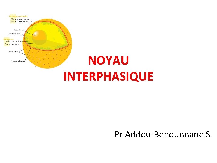 NOYAU INTERPHASIQUE Pr Addou-Benounnane S 
