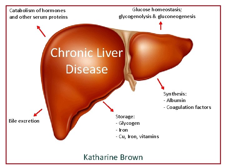 Catabolism of hormones and other serum proteins Glucose homeostasis; glycogenolysis & gluconeogenesis Chronic Liver