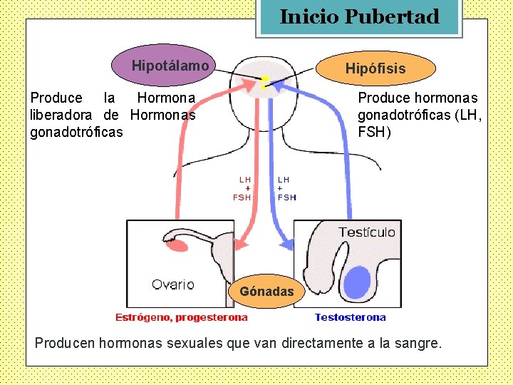 Inicio Pubertad Hipotálamo Hipófisis Hipotálamo Produce la Hormona liberadora de Hormonas gonadotróficas Produce hormonas