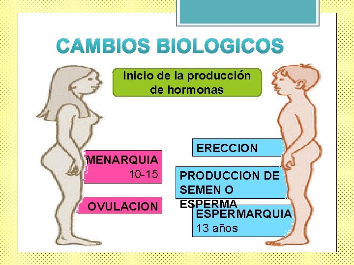 CAMBIOS BIOLOGICOS Inicio de la producción de hormonas MENARQUIA 10 -15 OVULACION ERECCION PRODUCCION