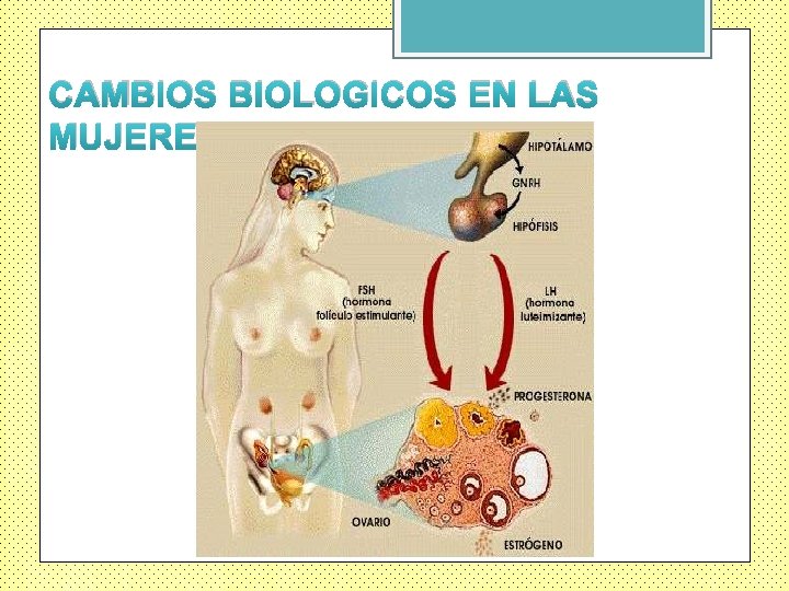 CAMBIOS BIOLOGICOS EN LAS MUJERES 