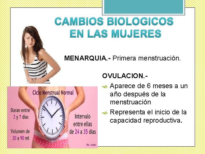CAMBIOS BIOLOGICOS EN LAS MUJERES MENARQUIA. - Primera menstruación. OVULACION. Aparece de 6 meses