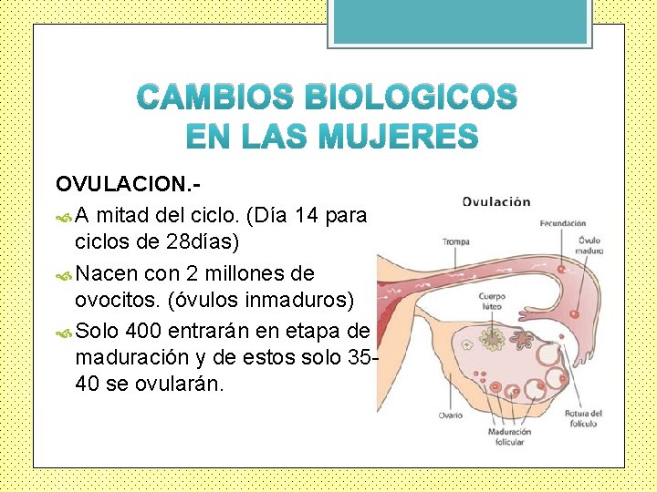 CAMBIOS BIOLOGICOS EN LAS MUJERES OVULACION. A mitad del ciclo. (Día 14 para ciclos