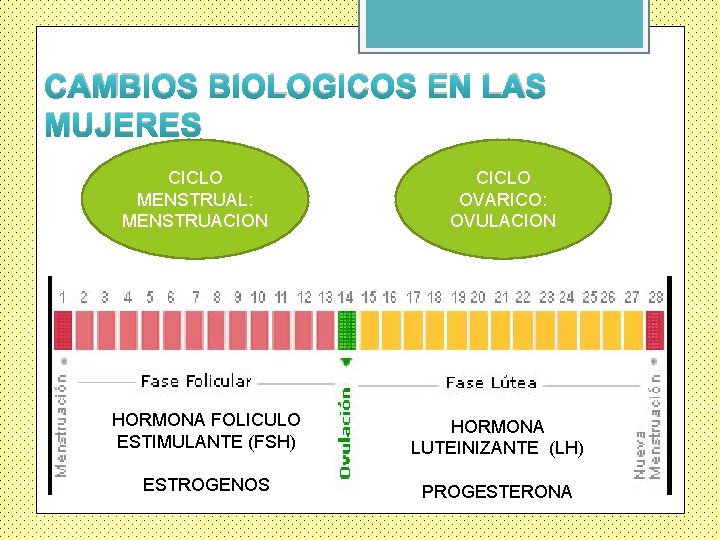 CAMBIOS BIOLOGICOS EN LAS MUJERES CICLO MENSTRUAL: MENSTRUACION CICLO OVARICO: OVULACION HORMONA FOLICULO ESTIMULANTE