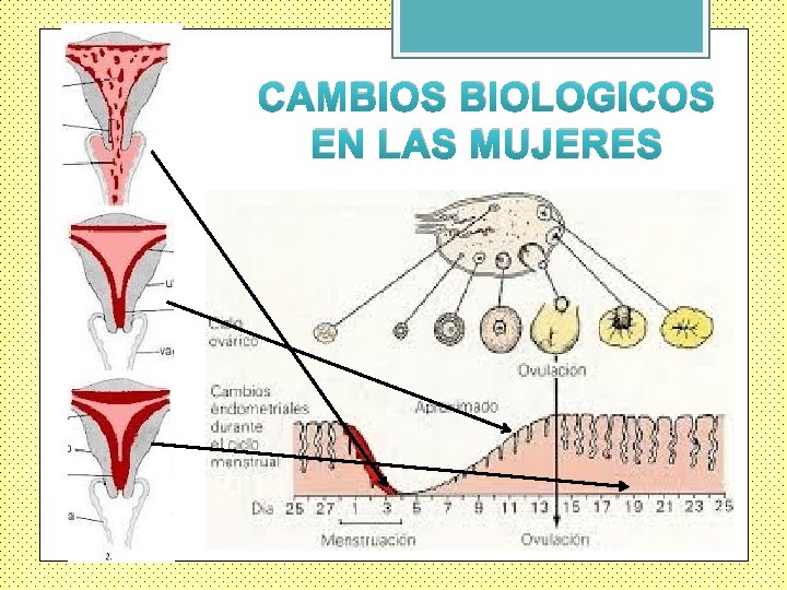 CAMBIOS BIOLOGICOS EN LAS MUJERES 