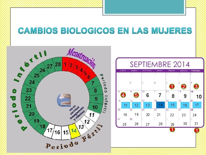 CAMBIOS BIOLOGICOS EN LAS MUJERES 4 1 2 3 5 6 7 8 9