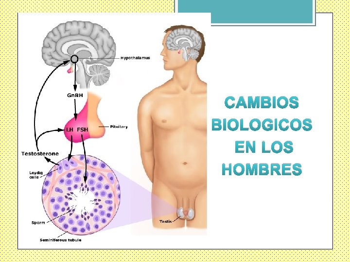 CAMBIOS BIOLOGICOS EN LOS HOMBRES 