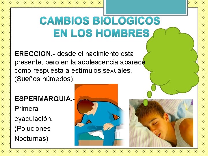 CAMBIOS BIOLOGICOS EN LOS HOMBRES ERECCION. - desde el nacimiento esta presente, pero en