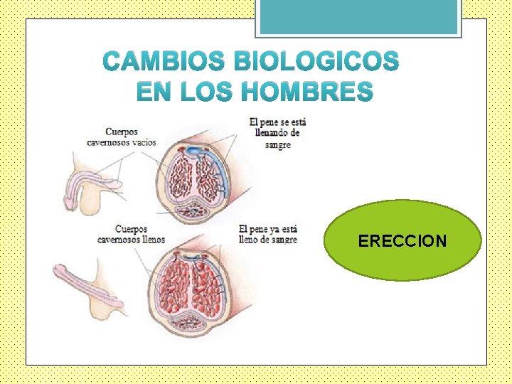 CAMBIOS BIOLOGICOS EN LOS HOMBRES ERECCION 