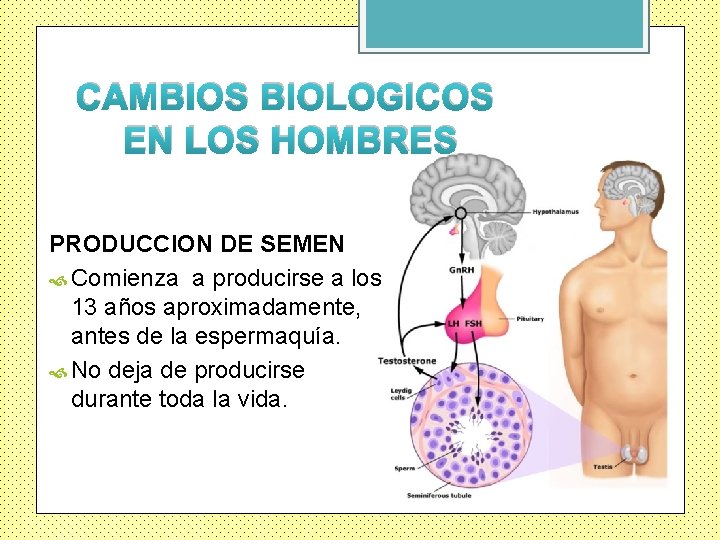 CAMBIOS BIOLOGICOS EN LOS HOMBRES PRODUCCION DE SEMEN Comienza a producirse a los 13