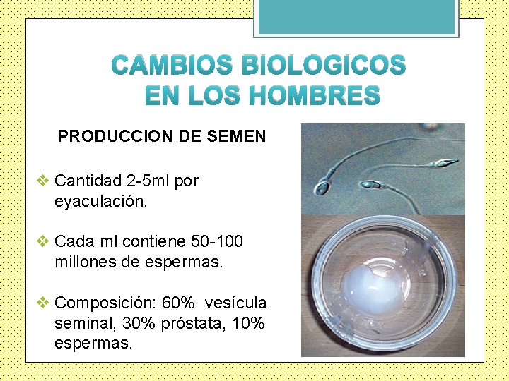 CAMBIOS BIOLOGICOS EN LOS HOMBRES PRODUCCION DE SEMEN v Cantidad 2 -5 ml por