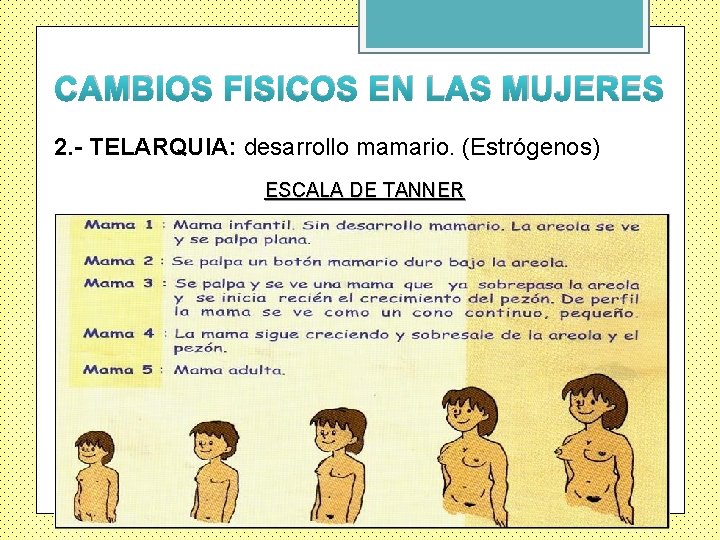 CAMBIOS FISICOS EN LAS MUJERES 2. - TELARQUIA: desarrollo mamario. (Estrógenos) ESCALA DE TANNER