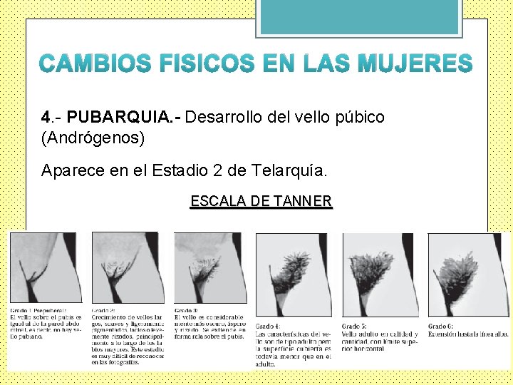 CAMBIOS FISICOS EN LAS MUJERES 4. - PUBARQUIA. - Desarrollo del vello púbico (Andrógenos)