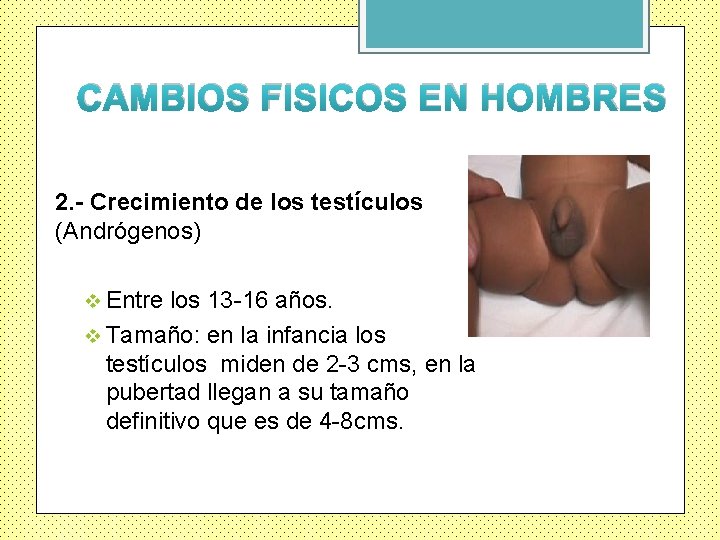 CAMBIOS FISICOS EN HOMBRES 2. - Crecimiento de los testículos (Andrógenos) v Entre los