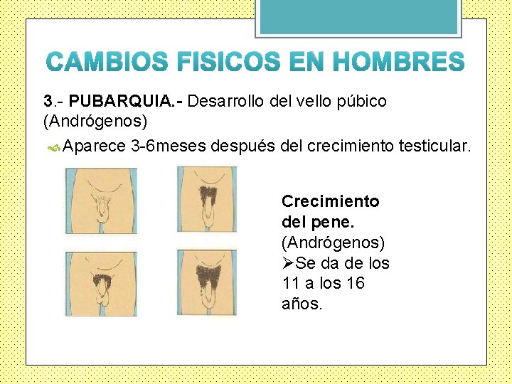 CAMBIOS FISICOS EN HOMBRES 3. - PUBARQUIA. - Desarrollo del vello púbico (Andrógenos) Aparece