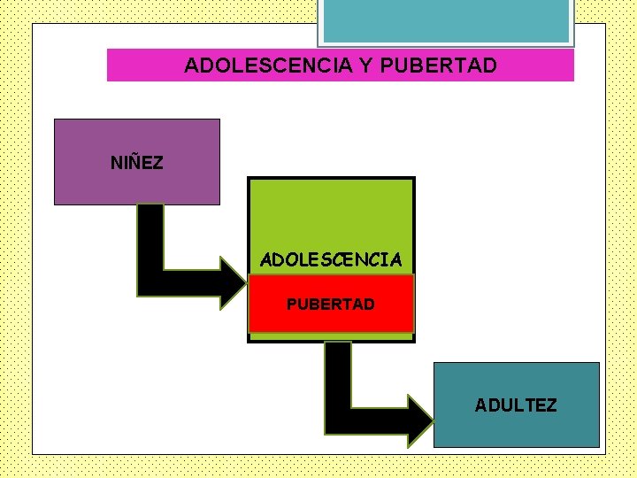 ADOLESCENCIA Y PUBERTAD NIÑEZ ADOLESCENCIA PUBERTAD ADULTEZ 